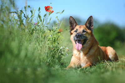 Close-up of dog in flower