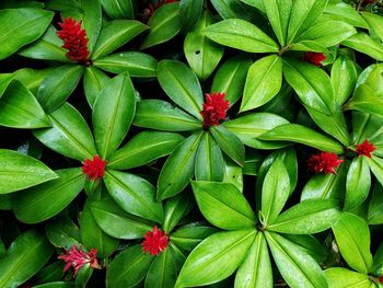 High angle view of red flowering plant