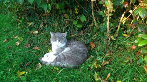 Cat lying on grassy field