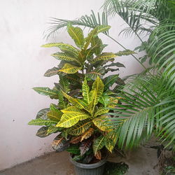 High angle view of potted plant against wall