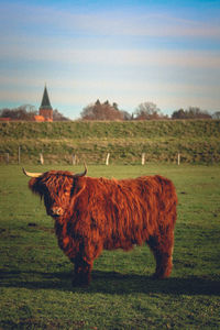 Cow in a field