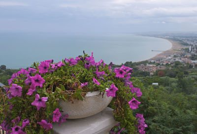 Close-up of pink flowers blooming by sea against sky