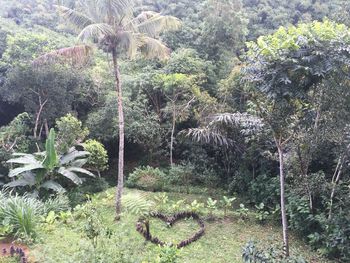 Palm trees in forest