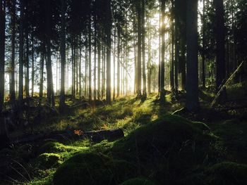 Trees in forest