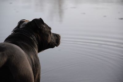 Close-up of dog by lake