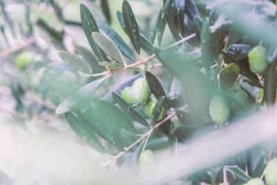 Close-up of succulent plant