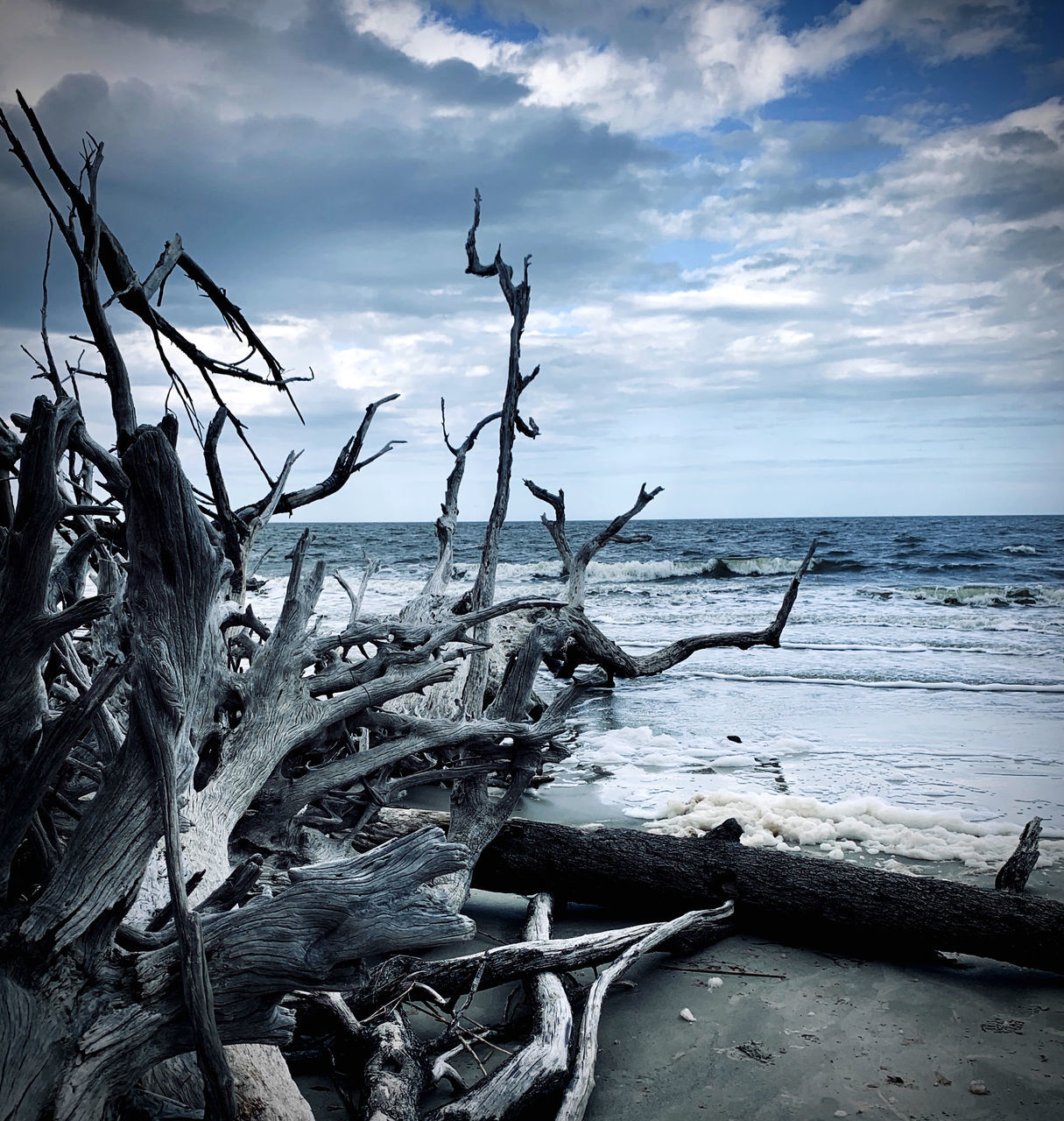 DRIFTWOOD ON BEACH AGAINST SEA