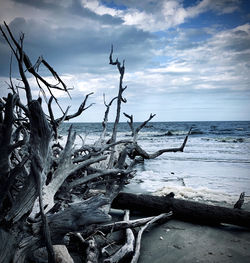 Driftwood on beach against sky