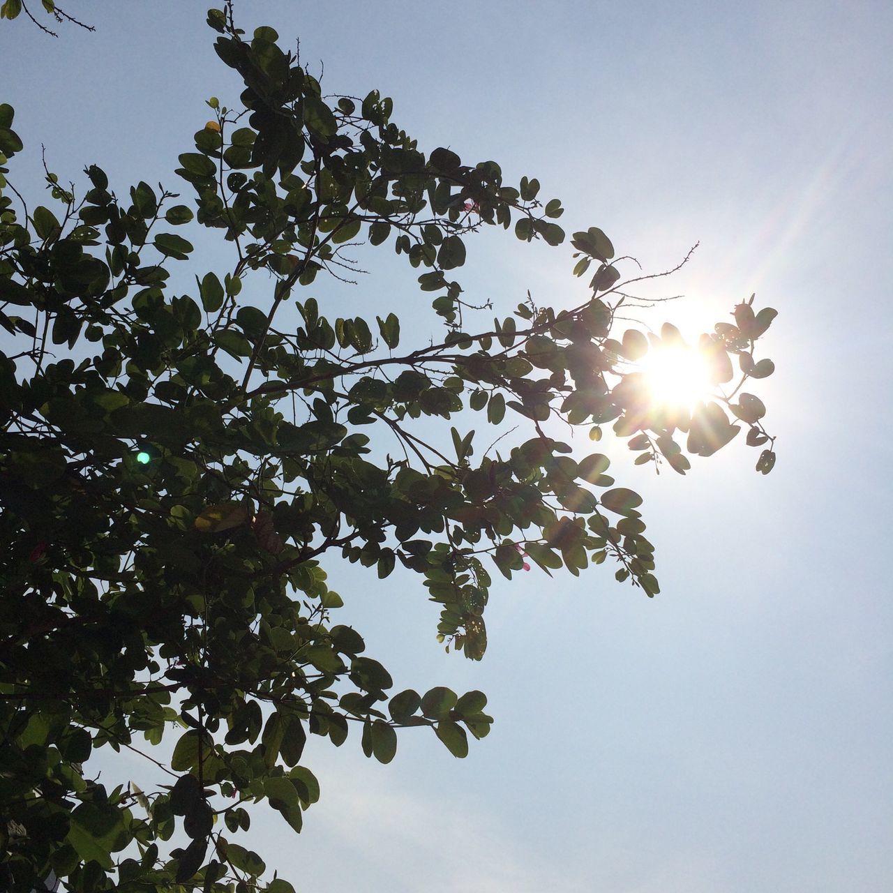 low angle view, sun, tree, sunbeam, sky, sunlight, lens flare, branch, beauty in nature, nature, clear sky, growth, tranquility, bright, blue, sunny, silhouette, outdoors, back lit, no people