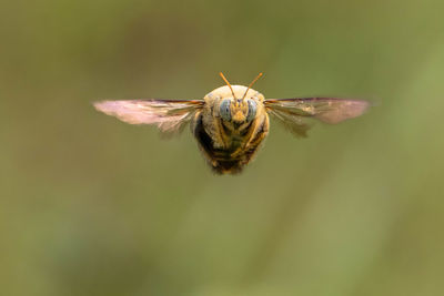 Close-up of bee pollinating on flower