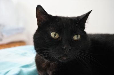 Close-up portrait of black cat