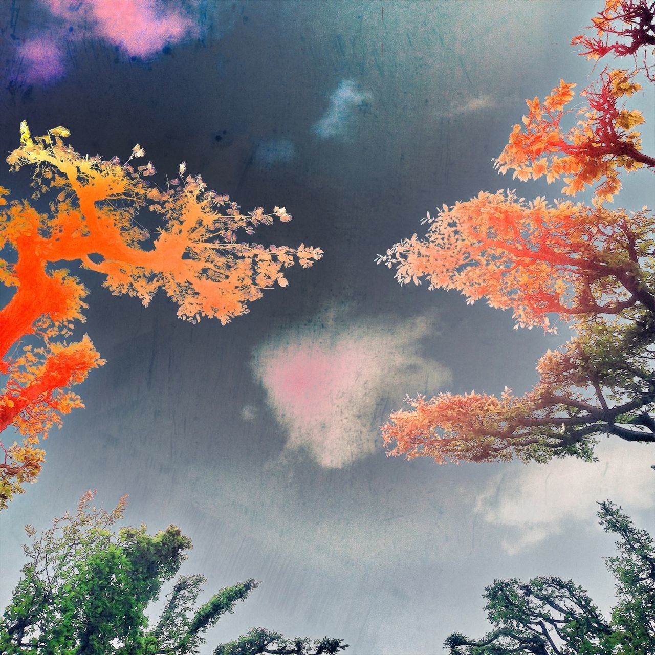 tree, low angle view, sky, beauty in nature, growth, autumn, change, nature, branch, cloud - sky, orange color, tranquility, scenics, season, outdoors, leaf, no people, tranquil scene, idyllic, day