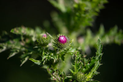 Close-up of purple flowering plant