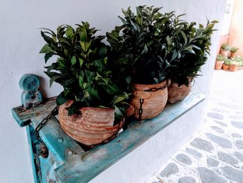 Close-up of plants on table