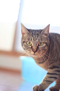 Close-up portrait of cat