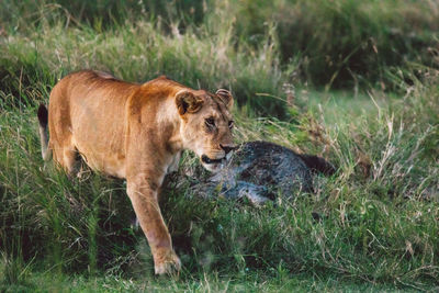 Lioness standing on field