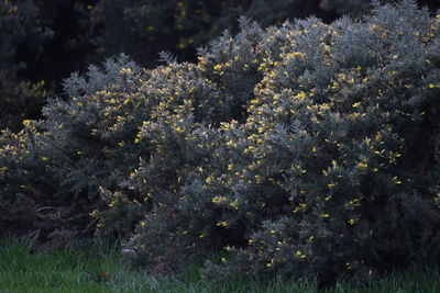 Close-up of white flowering plants on field