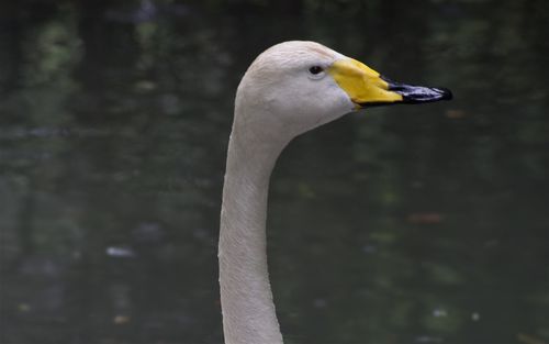 Close-up of swan