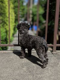 Side view of a dog on the ground