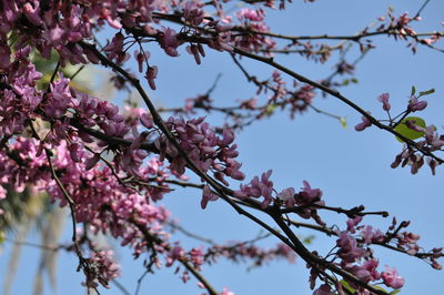 Low angle view of cherry blossom tree