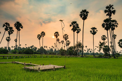 Scenic view of palm trees on field against sky