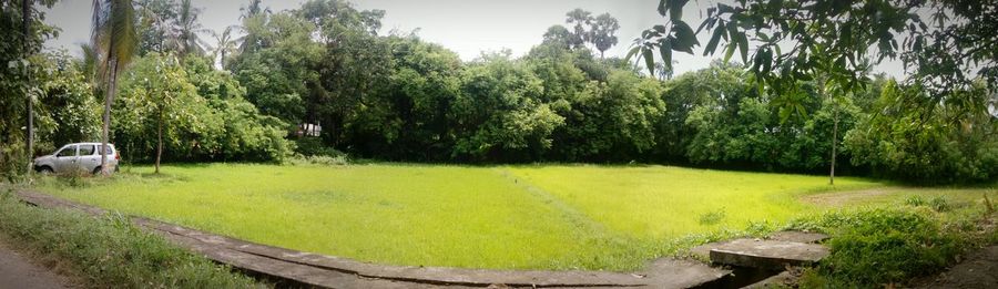 Panoramic view of trees and plants