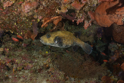 High angle view of fish swimming in sea