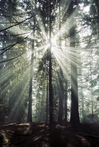 Sunlight streaming through trees in forest