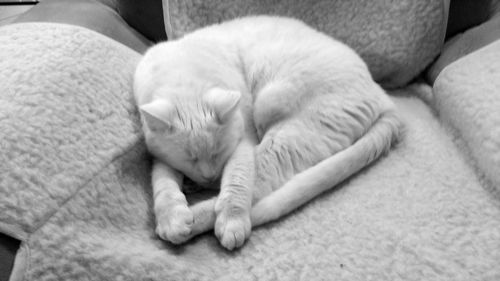Close-up of cat sleeping on sofa