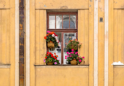 The window of an old apartment building, decorated with flower pots with flowering house plants. 