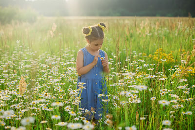 Cute little girl picking a daisies in a jar, in a field