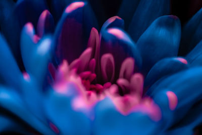 Close-up of pink flower