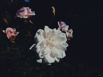 Close-up of white flowers blooming outdoors