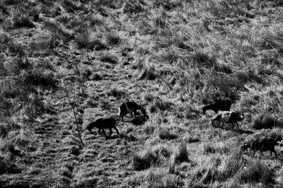 Sheep on field