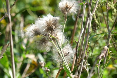 Close-up of dandelion on plant