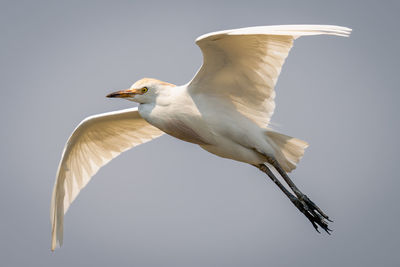 Close-up of bird flying against sky