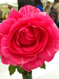 Close-up of pink rose