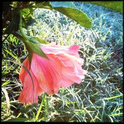 Close-up of day lily blooming outdoors