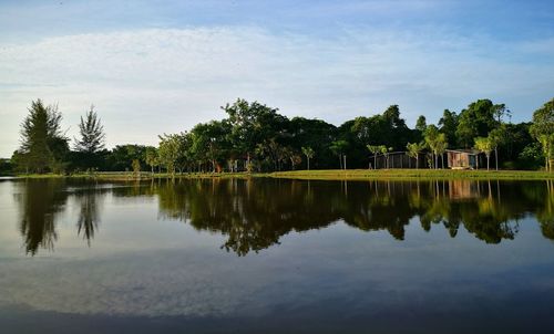 Reflection of trees in calm lake