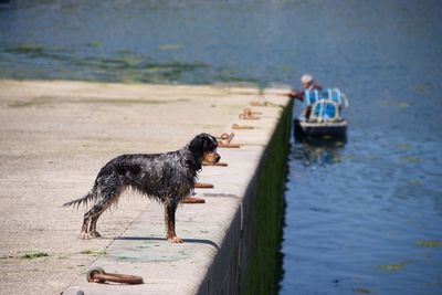 Side view of wet dog standing by lake