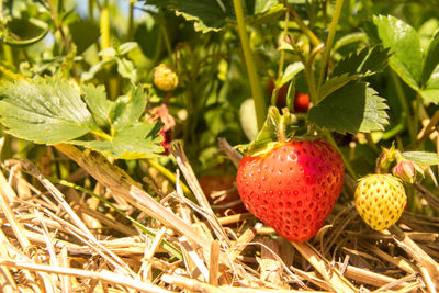 Close-up of strawberry growing on plant in field