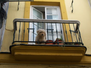 Horse cart on window