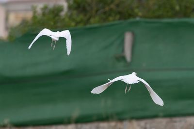 bird