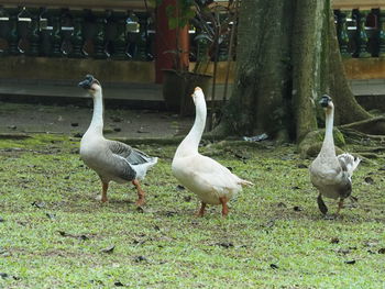 Flock of birds on field