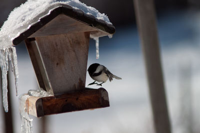 Close-up of bird perching on wooden wall