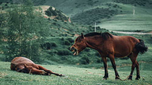 Side view of two horses on land