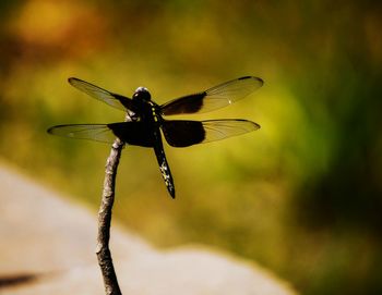 Close-up of damselfly on leaf