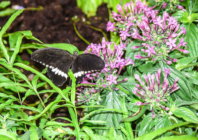 Close-up of butterfly perching on flower