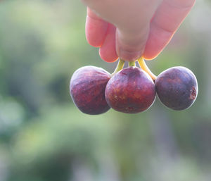 Cropped hand holding red fruits