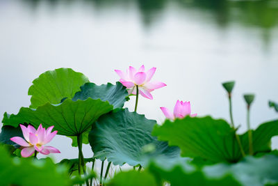 Close-up of pink lotus water lily in lake